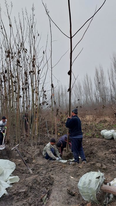 Павловния икки йиллик 2000дона.
2 йиллик б иккиаландлиги 6-10метр.
Таг