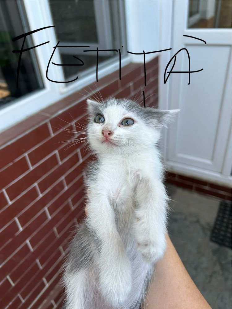 Puiuti de adoptat