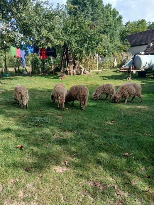 Oile vînzare pt sacrificat