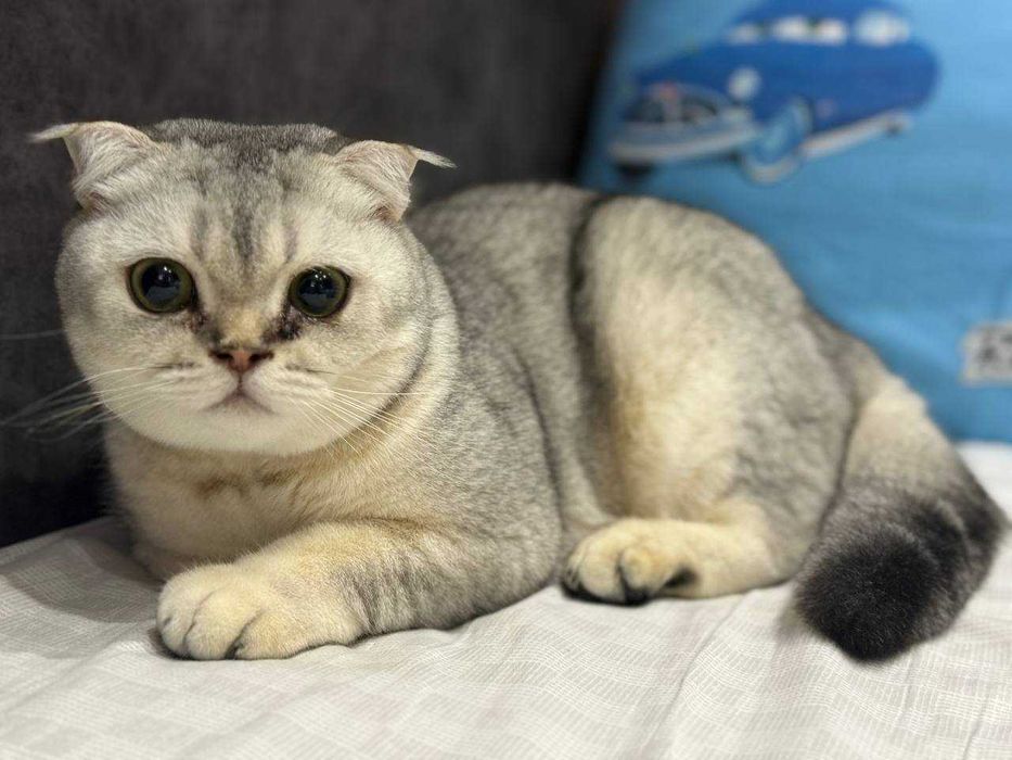 отдам даром в добрые руки