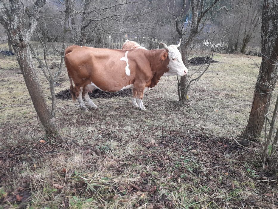 Vînd vaca 9 ani preț 5500...