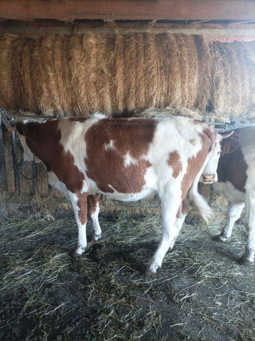 Vând juninci bălțate