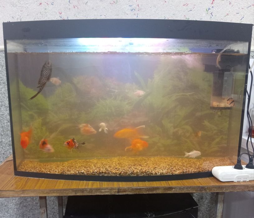 Аквариум баликлари билан