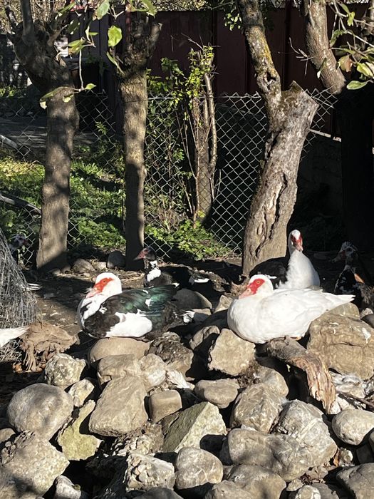 rațe pentru sacrificiu