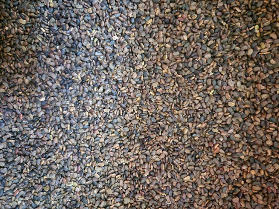 Vând Semințe de Salcâm