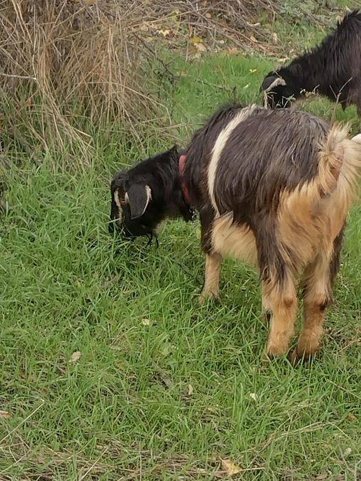 De vânzare două capre gestante