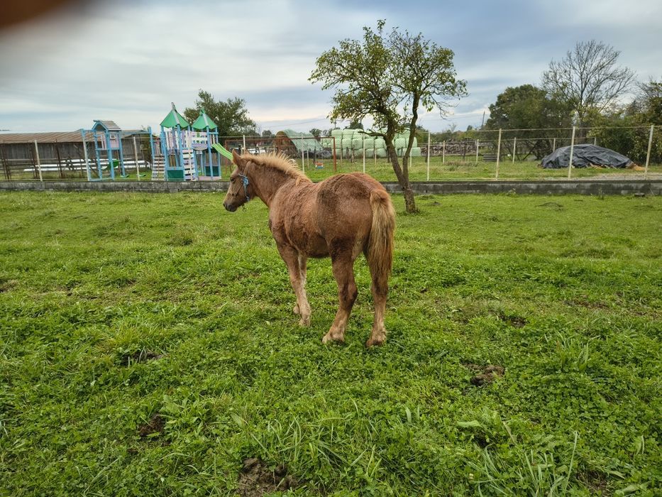 Vind mînză de 7 luni frumoasă semi greu