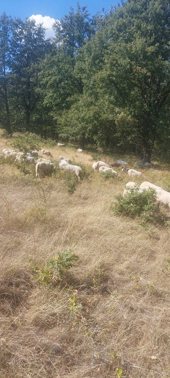Продавам 130 овце