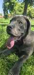 Cane corso blue F
