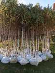 Plante ornamentale