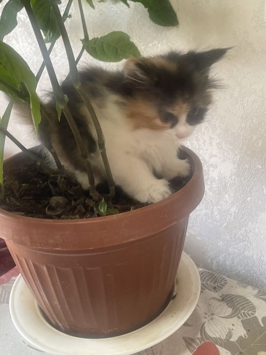 Продаются породистые котята
