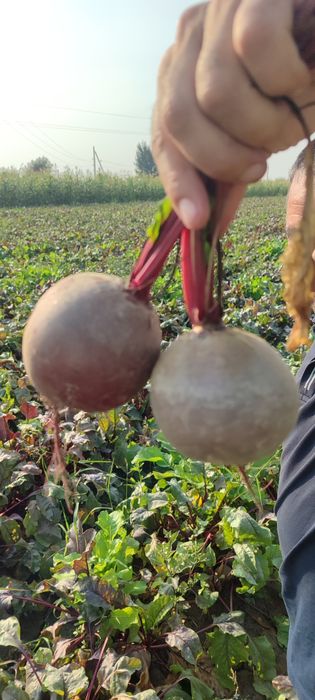 Қизилча бор таййор