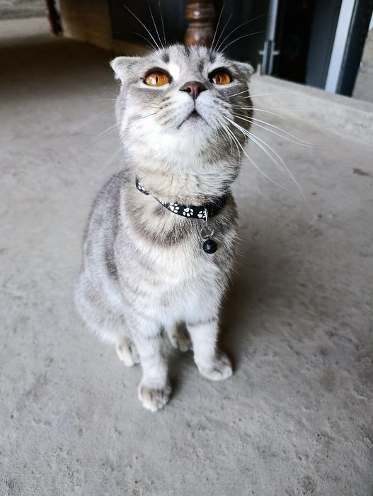 Scottish Fold Shotlandski (Shustri) Seriy