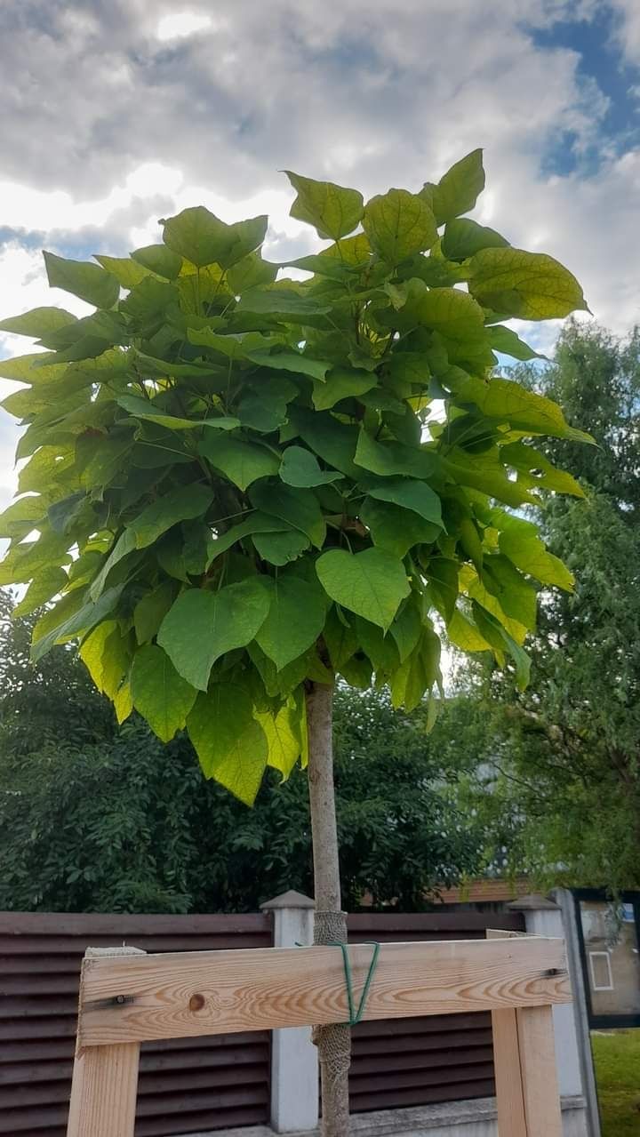 Mesteacăn tei leylandy platani