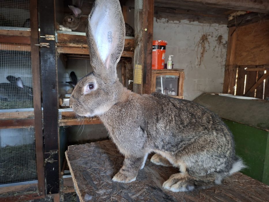 Iepuri uriaș german gri