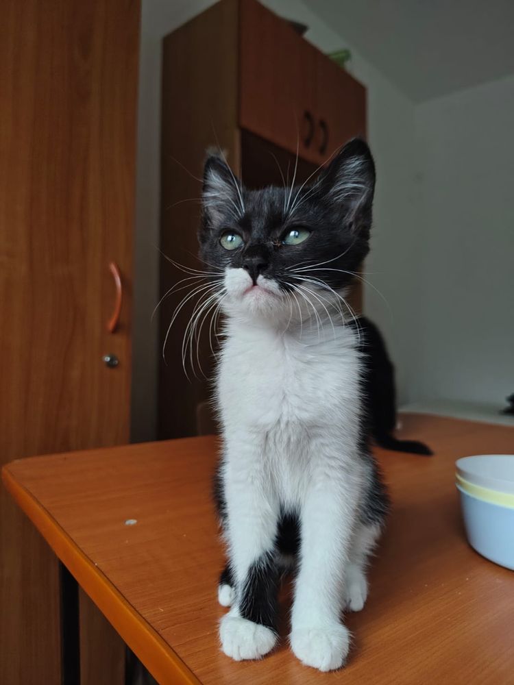 Pisicute popicute pentru adoptie sau foster