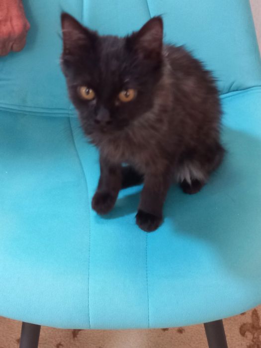 Бесплатно девочка 2,5 месяца