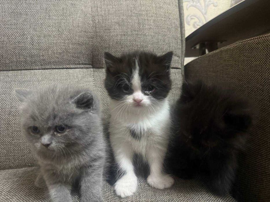 3 kitten for sale their Father is British and the mothers is scottish