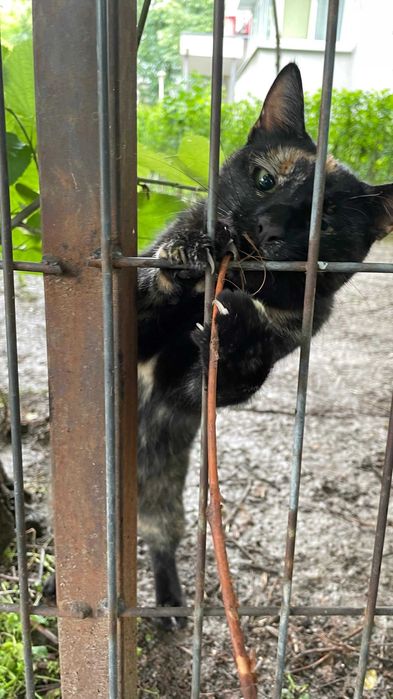 Tortie, pisicuta sterilizata pentru adoptie