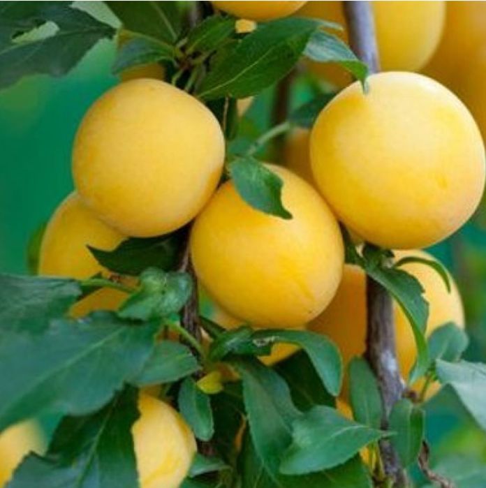 Pomi fructiferi Soiuri străvechi din glia strămoșească soiuri de prun