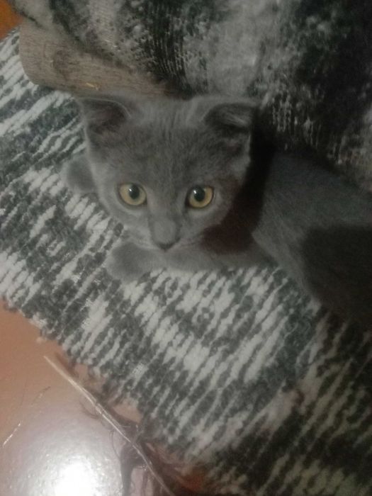 Шотланская веслоухая.