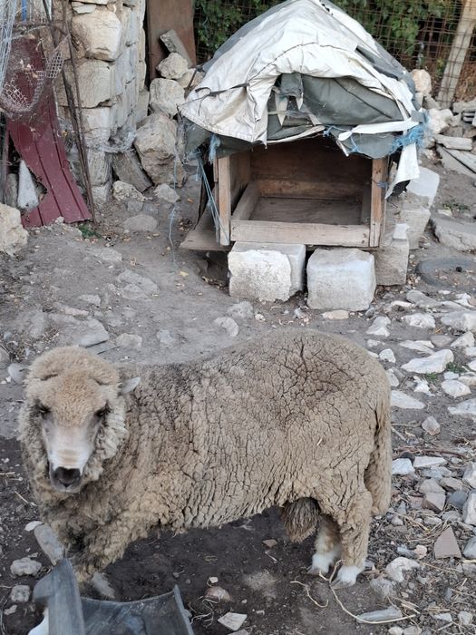 Vand berbec merinos