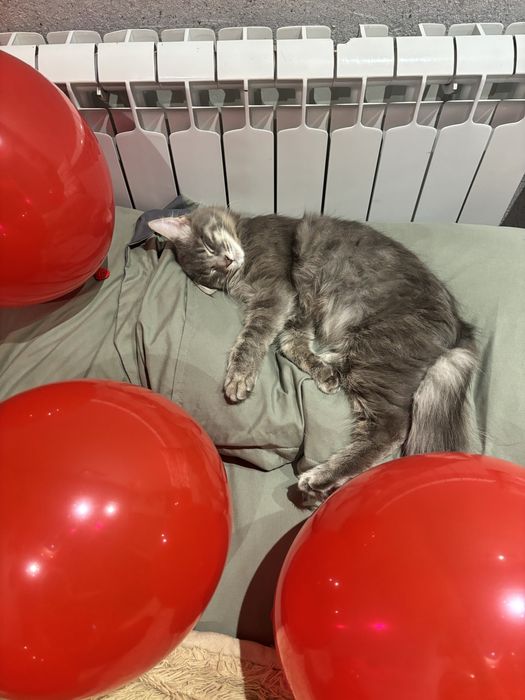 Кот мейнкун срочно