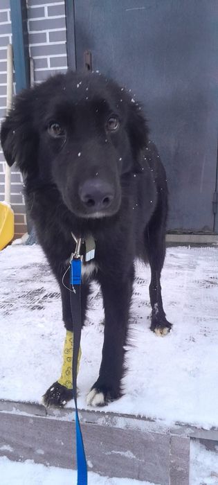 Замечательный пёс ищет дом!