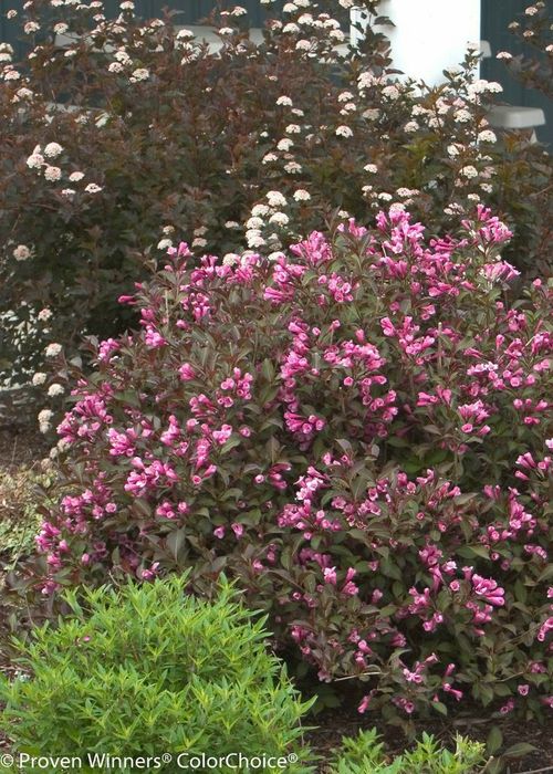 Pomi Ornamentali  weigela roz siclamen