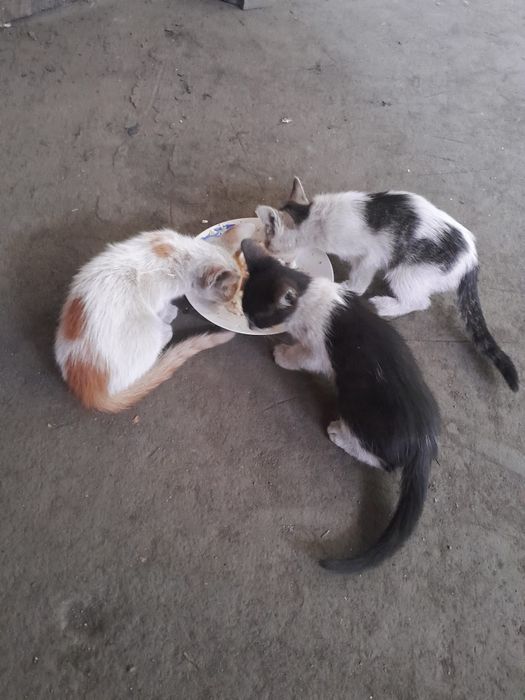 Donez 3 pisicuti