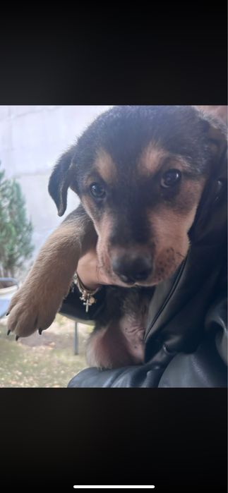 Am gasit 3 catelusi dragalasi si jucausi maxim!