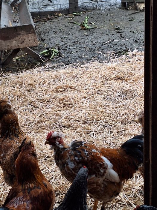 Cocoși  de casă de vânzare