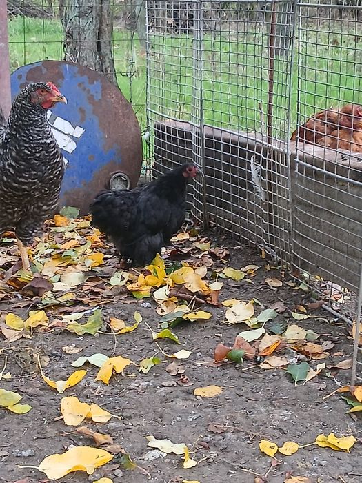 De vânzare cochinchina pitic