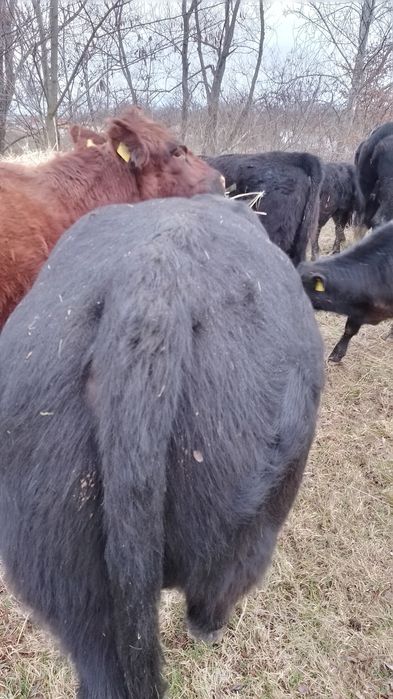 Vând taur Angus în jur de aproximativ 450-500.