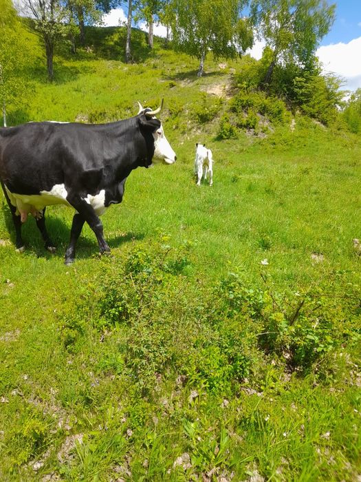 Vând vaca cu vitea