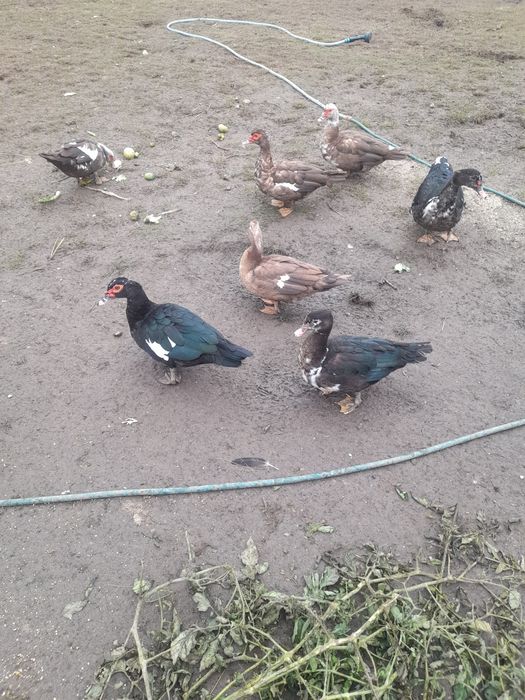 Vând rațe leșești