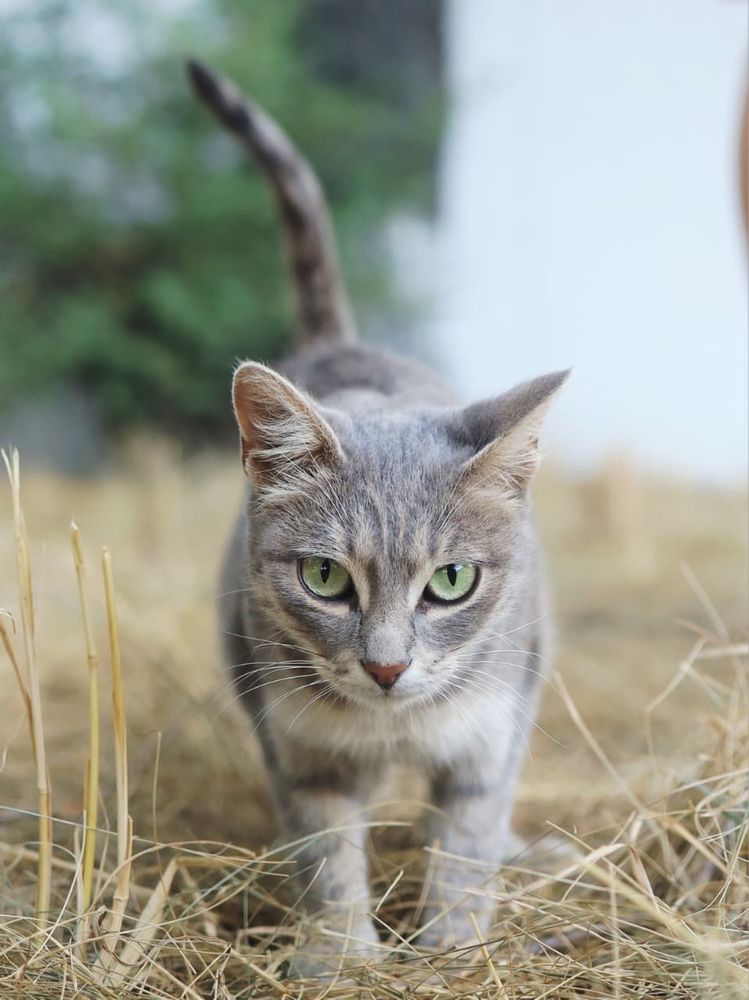Кошка в добрые руки