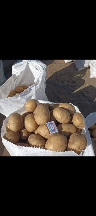 Продам картофель домашний