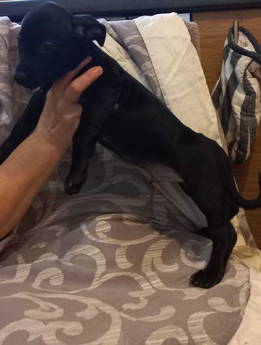 Подарък малки кученца