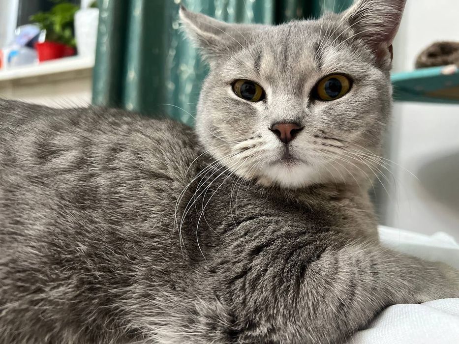 Нужен кот для вязки срочно⁉️⁉️