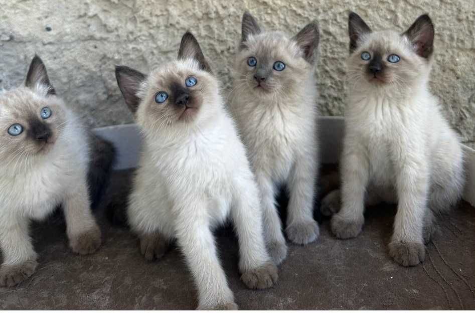 Продаются котята сиамской породы