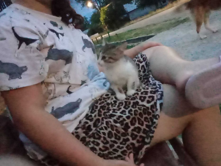 Donez pui pisicuta 1 luna salvat la țară- cautam stăpân iubitor