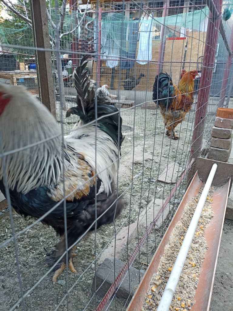 Vând cocoși brahma