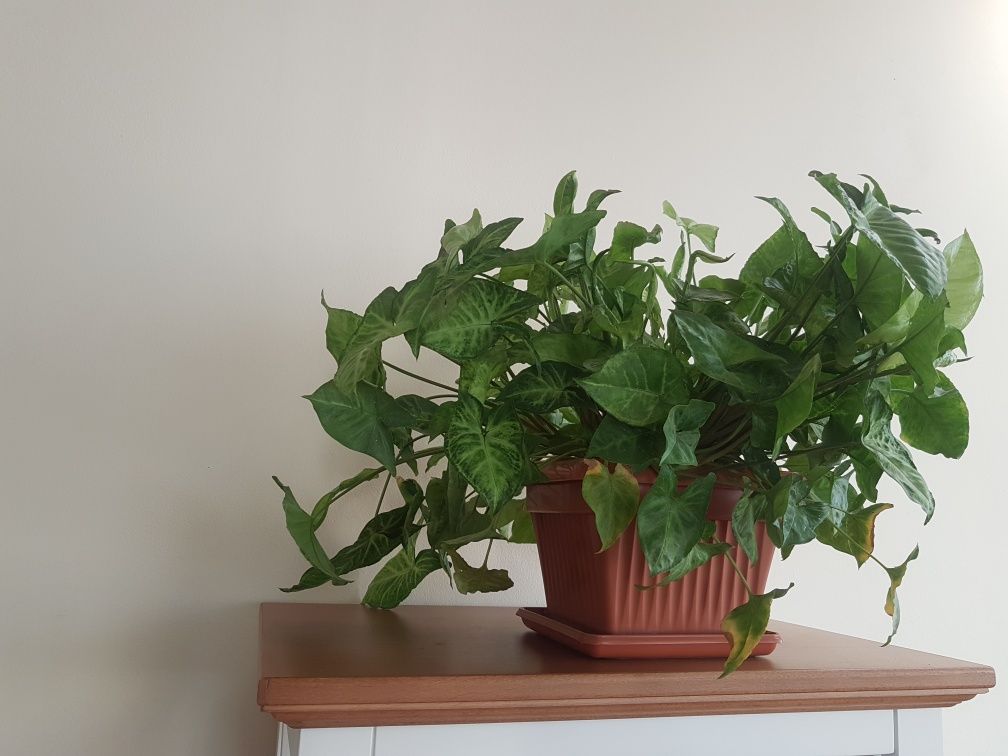 Vand/schimb plante apartament și aranjamente florale