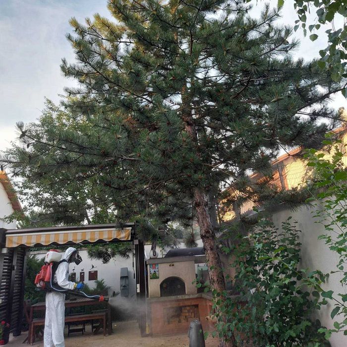 Oferim servicii Dezinsectie si Deratizare in Bucuresti si Ilfov