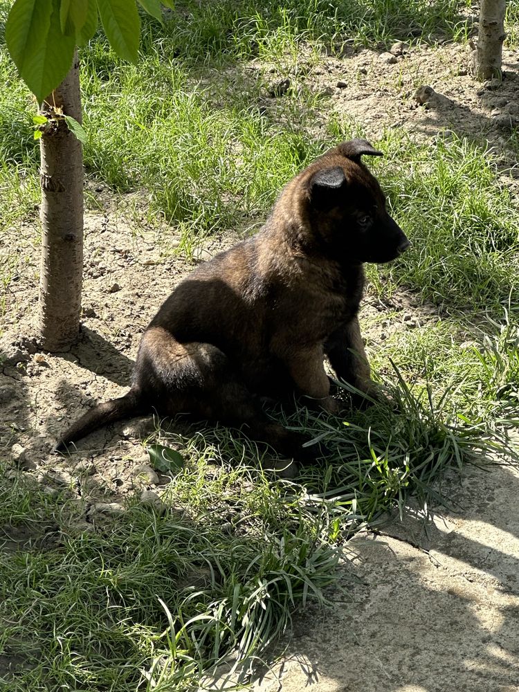 Pui ciobănesc belgian malinois