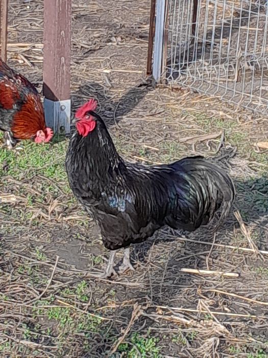 VÂND cocoși Australorp