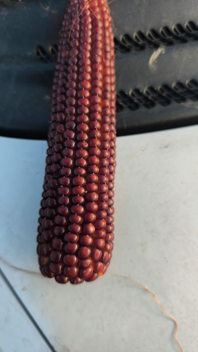 Porumb roșu sticlos !