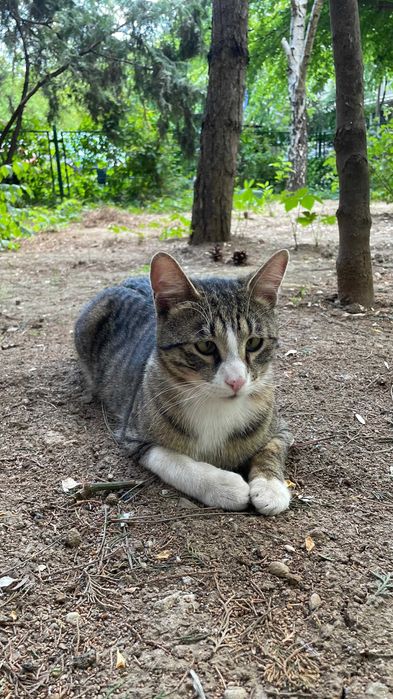 Rio, motanel castrat pentru adoptie