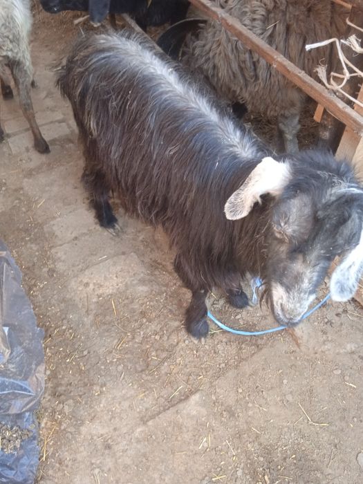 Кал эчки кисир сотилади